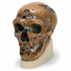 Anthropological Skull Model - La Chapelle-Aux-Saints