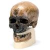 Anthropological Skull Model - Cro Magnon