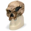 Anthropological Skull Model - Steinheim