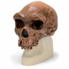 Anthropological Skull Model - Broken Hill Or Kabwe