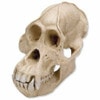 Anthropological Skull Model - Male Orang-Outang 2 Parts
