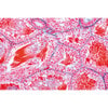Animal Cell Anatomy - English Microscope Slides
