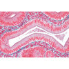 Human Tissues - English Microscope Slides