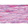 Respiratory and Circulatory Systems - English Microscope Slides