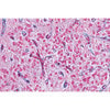 Endocrine System - English Microscope Slides