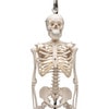 Hanging Mini Human Skeleton Anatomy Model - Close up View