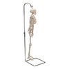 Hanging Mini Human Skeleton Anatomy Model - Right Side View