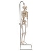 Hanging Mini Human Skeleton Anatomy Model - Right Side View