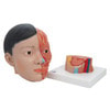 Life-Sized Deluxe Head Anatomy Model With Neck - Removable View
