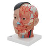 Life-Sized Deluxe Head Anatomy Model With Neck - Left Side View