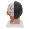 Life-Sized Deluxe Head Anatomy Model With Neck - Back View