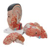 Life-Sized Deluxe Head Anatomy Model With Neck - Removable View