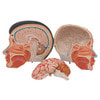 Life-Sized Deluxe Head Anatomy Model With Neck - Removable View