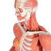 Dual Sex Muscular Figure Anatomy Model