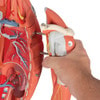 Dual Sex Muscular Figure Anatomy Model