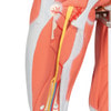 Female Muscular Figure Anatomy Model