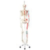 Max The Muscle Skeleton Anatomy Model on Hanging Stand