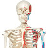 Max The Muscle Skeleton Anatomy Model on Hanging Stand