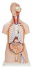Classic Human Unisex Torso Anatomy Model 21 Parts