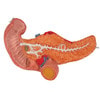 Human Stomach Anatomy Model 3 Parts