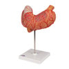 Human Stomach Anatomy Model 3 Parts