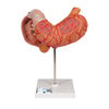 Human Stomach Anatomy Model 3 Parts