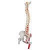 Painted Deluxe Flexible Spine Anatomy Model
