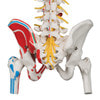 Painted Deluxe Flexible Spine Anatomy Model