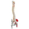 Painted Deluxe Flexible Spine Anatomy Model