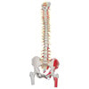 Painted Deluxe Flexible Spine Anatomy Model
