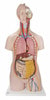 Classic Human Unisex Torso Anatomy Model 14 Parts
