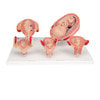 Pregnancy Stages - 5 Models