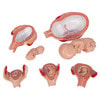 Pregnancy Stages - 5 Models