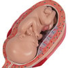 Pregnancy Stages - 5 Models