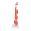 Dissectible Muscled Arm Anatomy Model