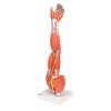 Dissectible Muscled Arm Anatomy Model