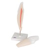 Lower Canine Tooth Anatomy Model