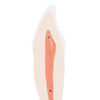 Lower Canine Tooth Anatomy Model