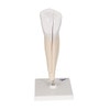 Lower Canine Tooth Anatomy Model