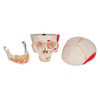 Classic Painted Human Skull Anatomy Model 3 Parts
