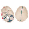 Classic Painted Human Skull Anatomy Model 3 Parts