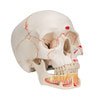 Classic Painted Human Skull Anatomy Model 3 Parts