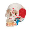 Classic Painted Human Skull Anatomy Model 3 Parts