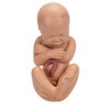 Pregnancy Pelvis Anatomy Model 3 Parts
