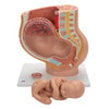 Pregnancy Pelvis Anatomy Model 3 Parts