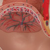 Pregnancy Pelvis Anatomy Model 3 Parts