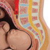 Pregnancy Pelvis Model with 40-Week Fetus, 3-Parts, Light Skin