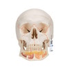 Classic Human Skull Anatomy Model 3 Parts With Opened Lower Jaw