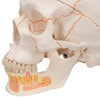 Classic Human Skull Anatomy Model 3 Parts With Opened Lower Jaw