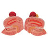 Dual Sex Urinary System Anatomy Model 6 Parts